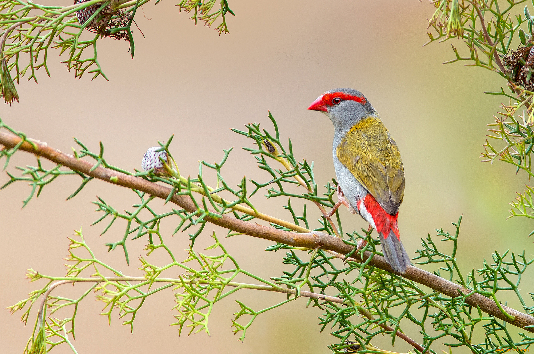 red-browed finch, , , 